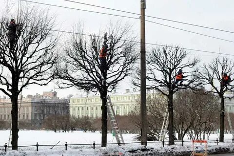 Обрезка деревьев в 2024