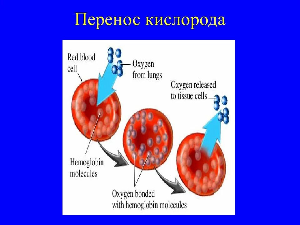 Кислород перемещается. Перенос кислорода объект. механизм переноса кислорода. что переносит кислород. перенос кислорода гемоглобином.