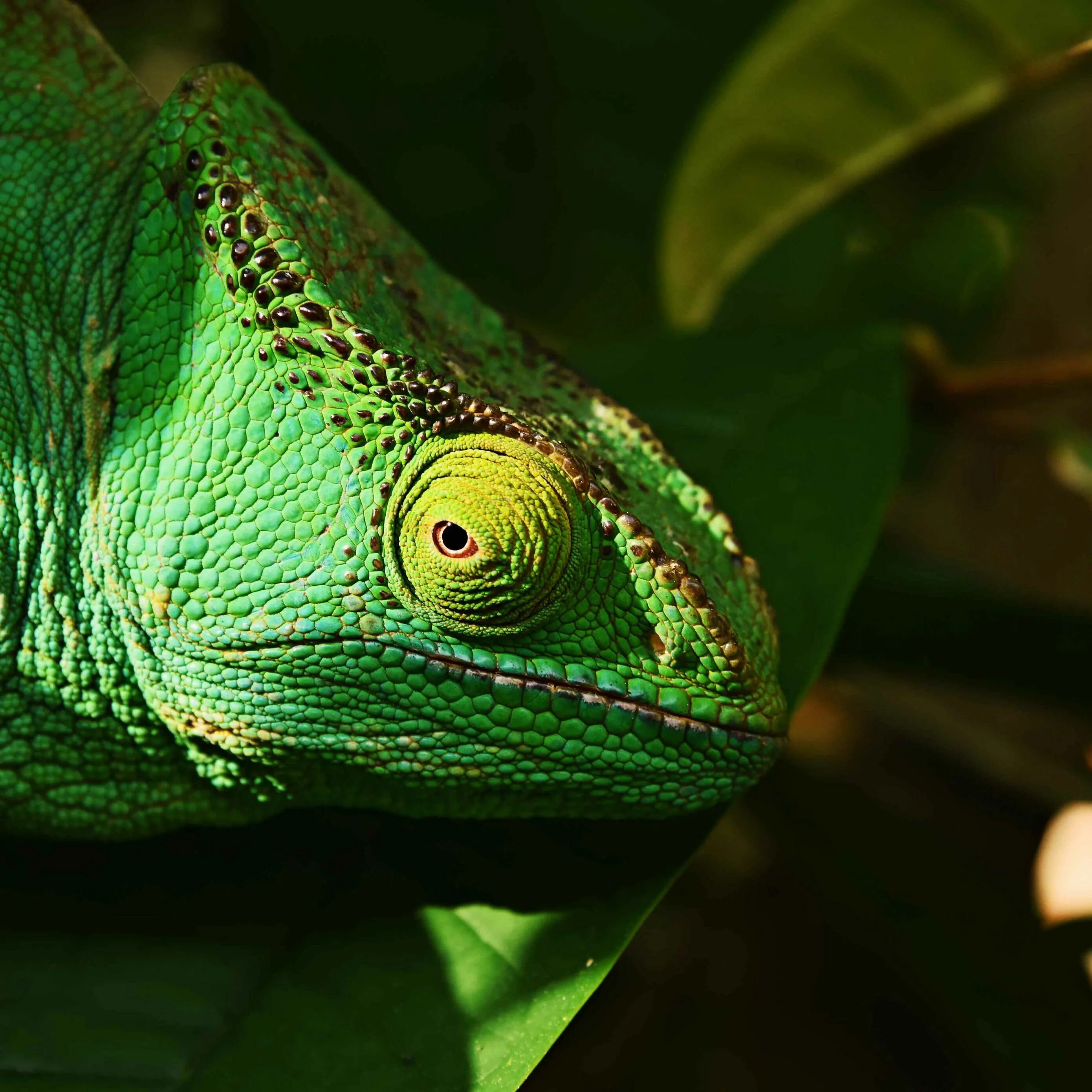 Игуана глаза. Рептилии. Тропические рептилии. Глаз ящерицы. Хамелеон.