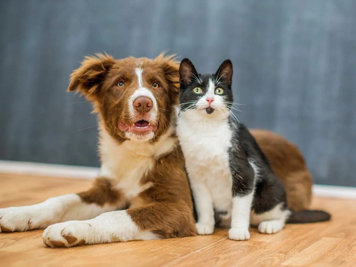 Про кошек и собак. Счастливые кот и собака. Любопытная собака с кошкой. Взрослые кошка собака. Кошка и собака фотосессия.