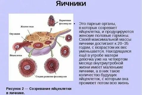 Антибиотик яйцеклетка