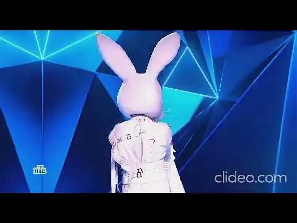 Выступления зайца