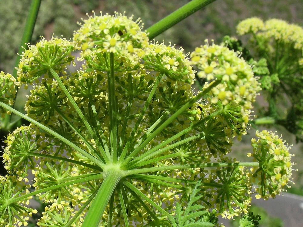 Борщевик соцветие. Зонтичные (Umbelliferae(Apiaceae)). Зонтичные Подмосковья. Ферула растение. Семейство зонтик