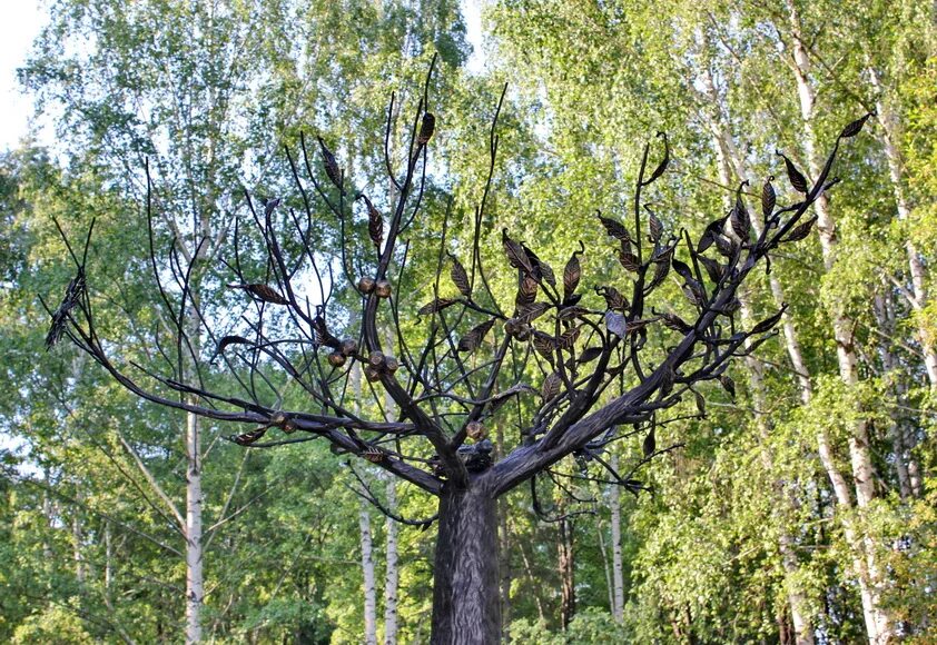 Вековая лиственница екатеринбург. Дерево екб. Сирень венгерская живая изгородь. Широкое дерево в екатеринбурге. Дерево екб.