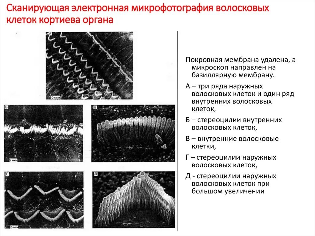 Для измерения размеров каких тел используют микрофотографии. Для измерения размеров каких тел используют микрофотографии