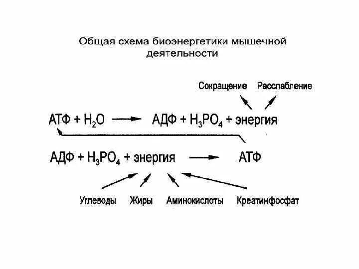 Запас энергии атф. Биоэнергетика ресинтез АТФ. Энергетическое обеспечение мышечной деятельности схема. Аэробный путь ресинтеза АТФ схема. Гликолитический путь ресинтеза АТФ схема.