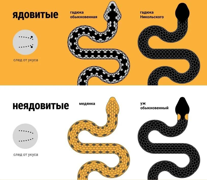 Перечень ядовитых змей. Отличие ядовитых змей от неядовитых. ядовитая и неядовитая змея отличия. как отличить ядовитую змею от неядовитой. как отомчитб яловитуб щмею от неядовитой.