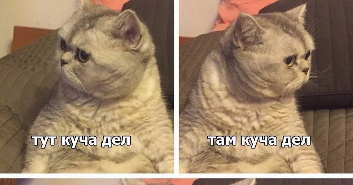 Мемы с котиками. Кот Мем. Тут куча дел там куча. Много дел прикол. Никуда здесь