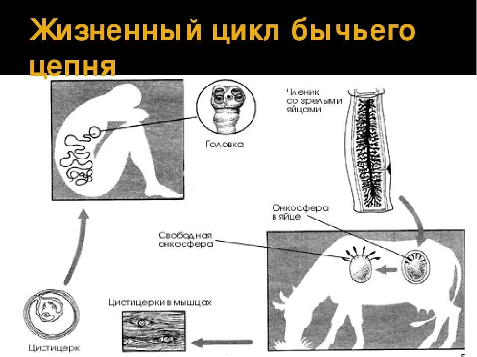 Жизненный цикл бычьего цепня начиная с яиц