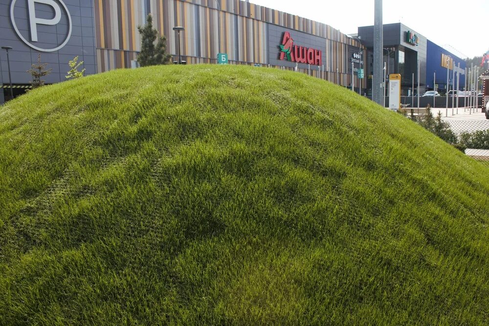 Гибридный газон. Гибридная трава. Грин гибрид. Гибридная трава green hybrid. Грин гибрид.