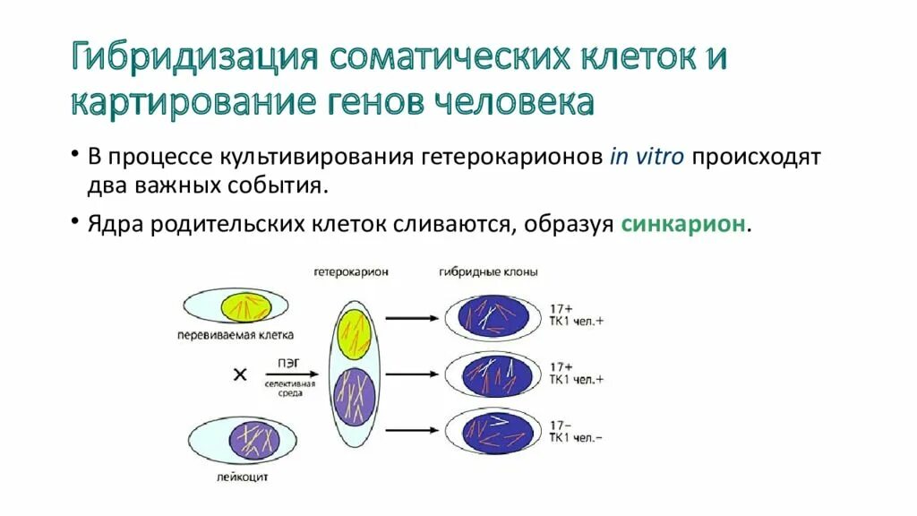 Клеточные гибриды. Гибридизация соматических клеток. Гибридизация клеток схема. Соматическая (клеточная) гибридизация. Гибридизация соматических клеток схема.