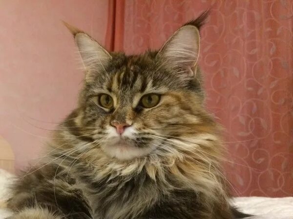 Пропадают мейн кун. Пропал мейн кун кемерово. Потерялся рыжий мейн кун. Пропал мейн кун орехово-зуево. Мейн кун в костромском районе.