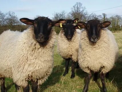 These sheep