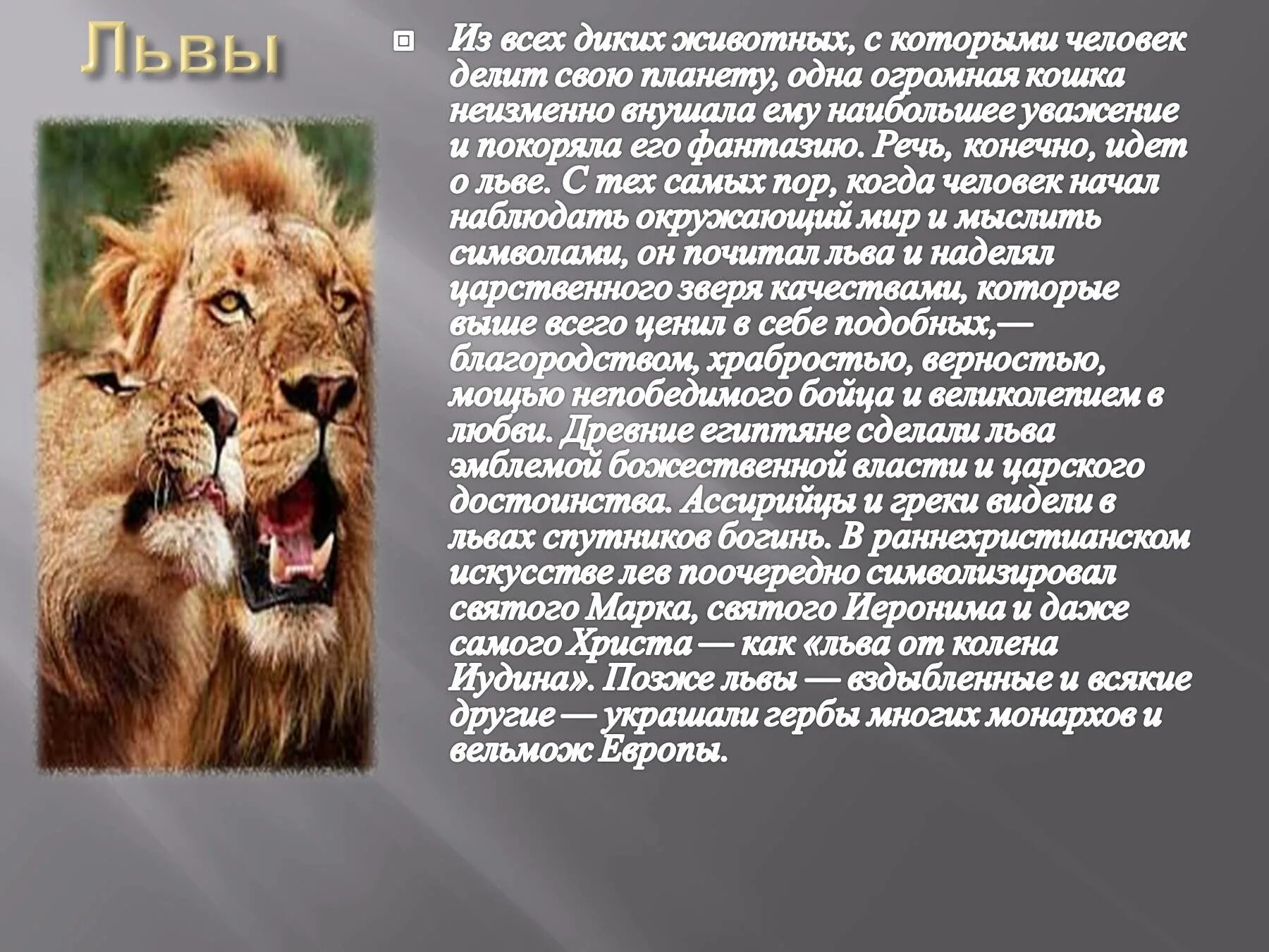 Лев интересные факты