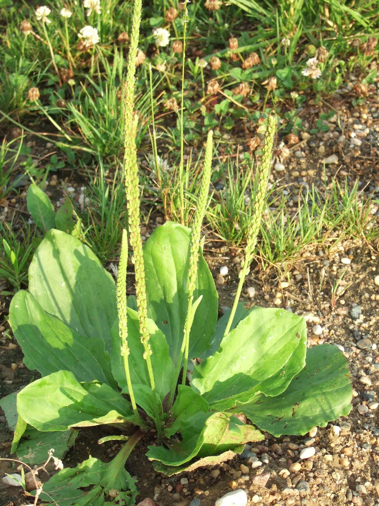 Простые подорожники. Plantain подорожник. Подорожник широколистный. Подорожник яйцевидный. Подорожник Луговой.