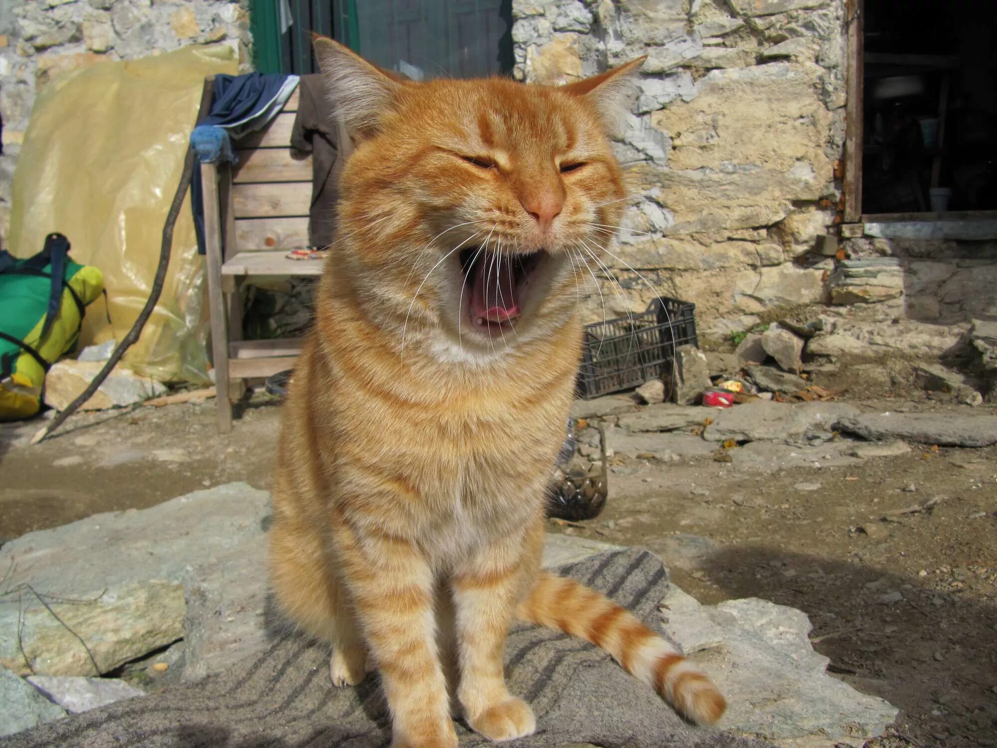 кот и мурлик. мурзик мурзик кот. мурзик. кот мурзик. кот мурзик.