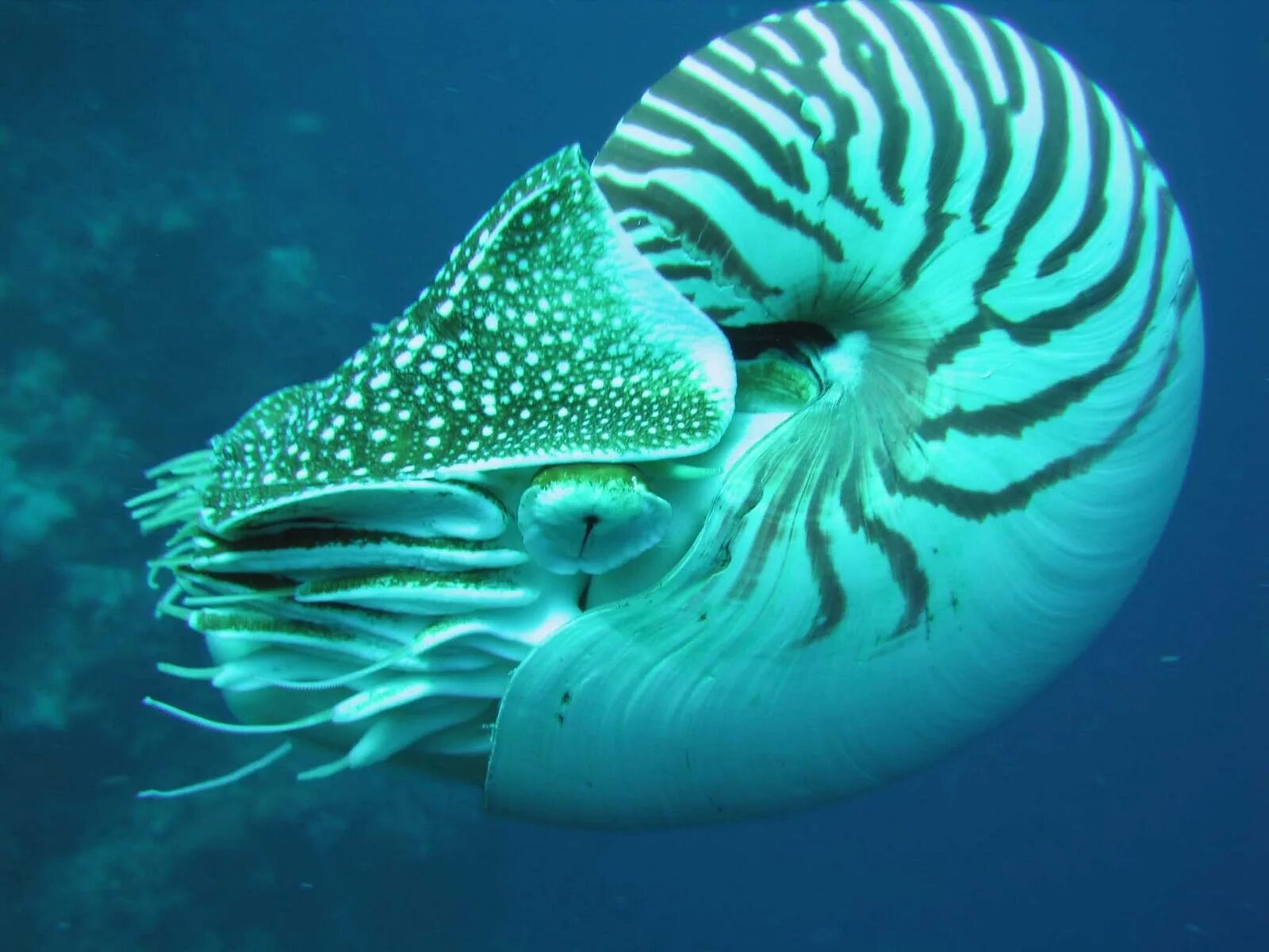 Сообщение удивительные обитатели океана. Наутилус головоногие. Наутилус моллюск. Наутилус Помпилиус моллюск. Наутилус Помпилиус молюс.