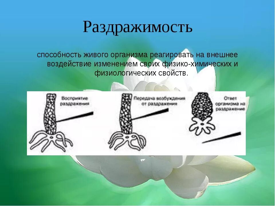 Раздражимость значение этого процесса для человека. Раздражимость свойство живых организмов. Раздражимость это в биологии. Раздражительность свойство живых организмов. Свойства живого раздражимость.