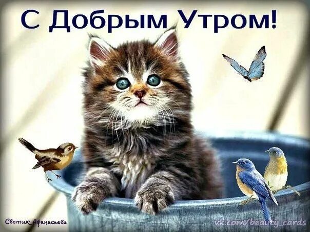 Пожелание с добрым утром с кошками. Открытки с добрым утром с кошечками. с добрым утром котенок. поздравление с добрым утром с котятами. открытки с добрым утром с кошками.