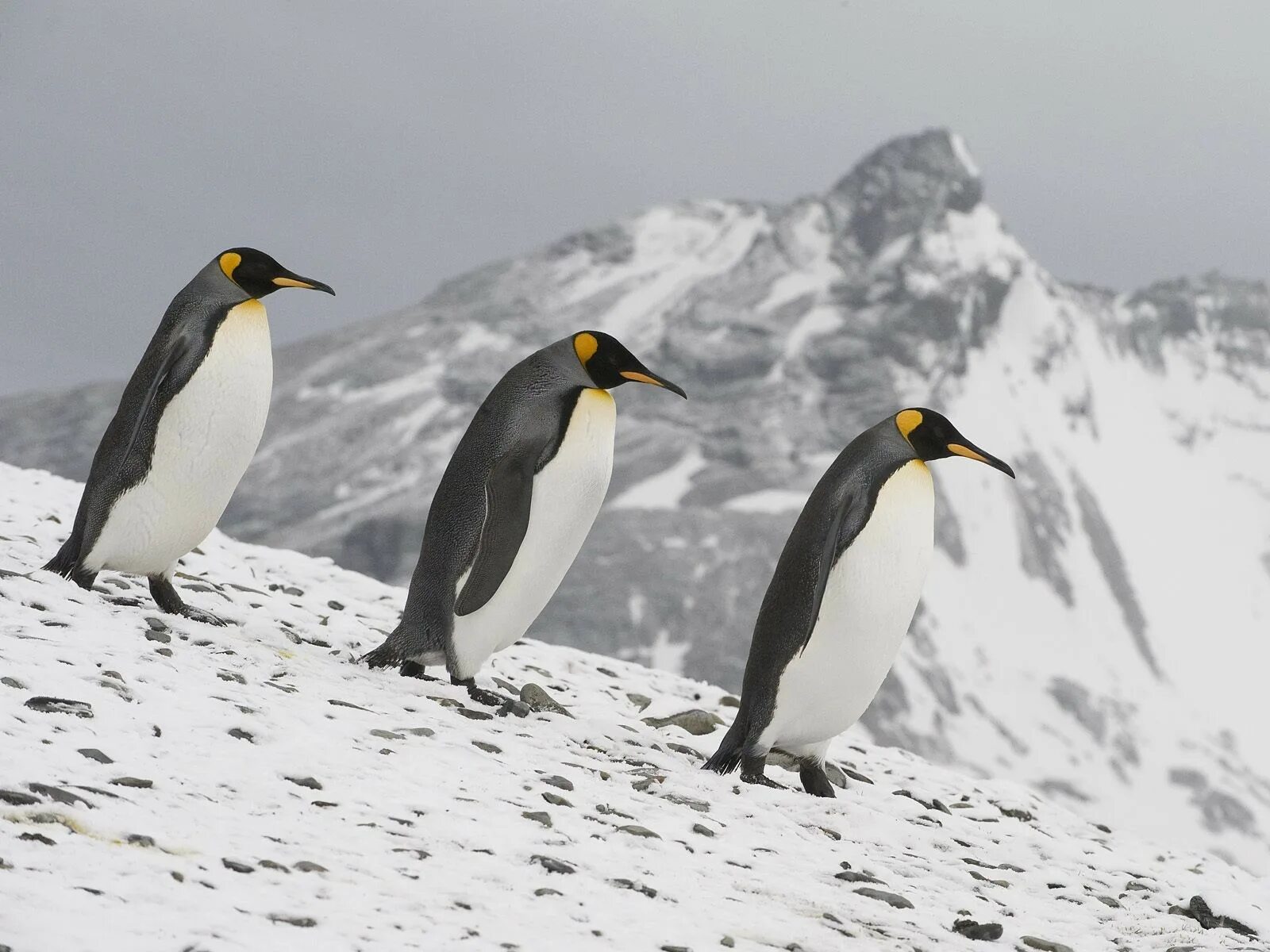 Поставь 3 пингвина. Императорский Пингвин в Антарктиде. Пингвины на Аляске. Королевский Пингвин. Пингвины обои.