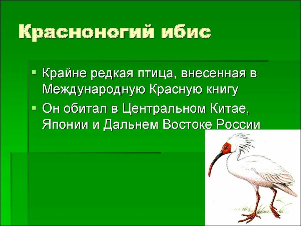 Птицы внесенные в красную книгу. Птицы красной книги. Редкие птицы из красной книги. Красноногий Ибис. Птицы занесенные в красную книгу России.