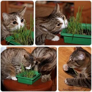 Кота высадили