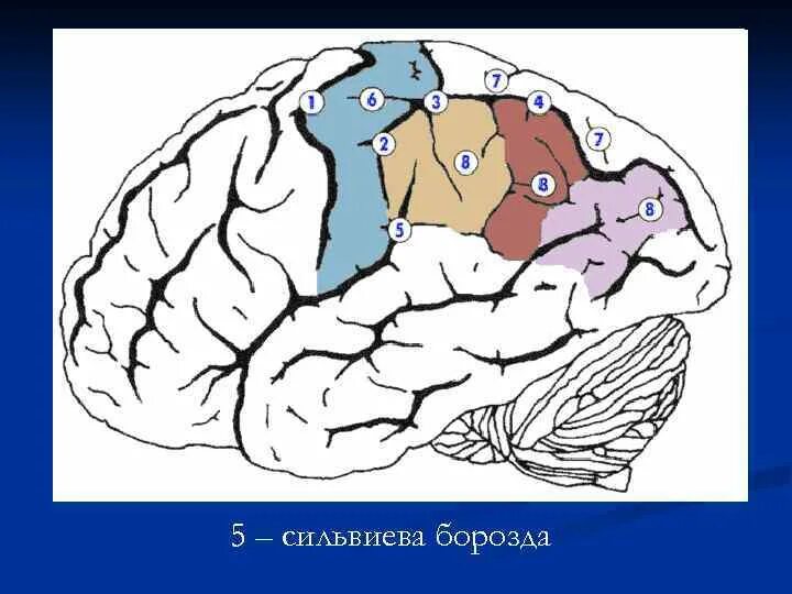 Роландова и сильвиева борозда. Отделяет лобную долю от теменной. Сильвиева борозда головного мозга. Центральная роландова борозда. Латеральная сильвиева борозда.