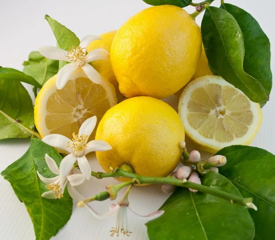 Лимон. Лимон Чой. Бергамот Жасмин, апельсин. Ветка лимона. Красивый лимон.