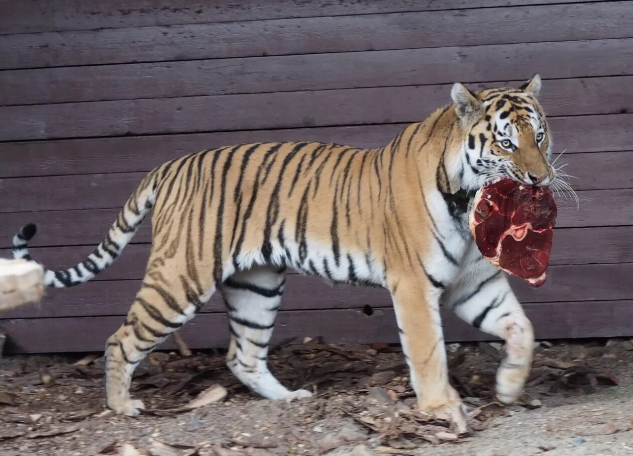 Тигр есть мясо. Тигр Дальневосточный Амурский. Тигр Раджастхана. Суматранский тигр и Амурский. Сильный тигр.