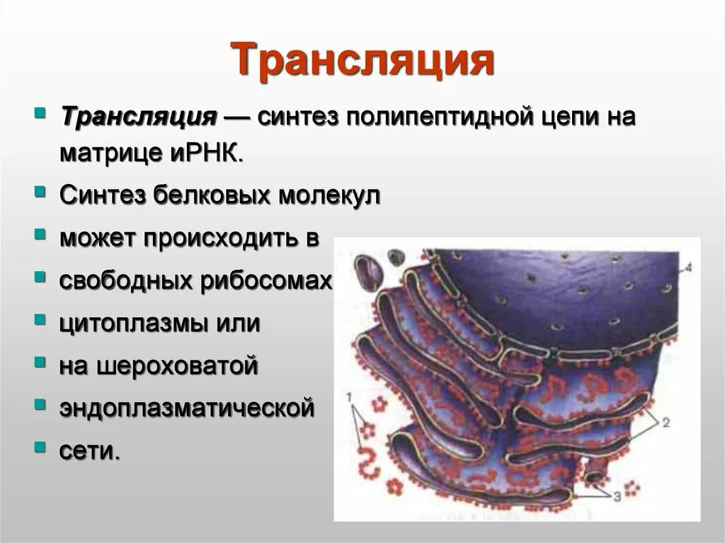 Шероховатая эндоплазматическая сеть синтезирует. Шероховатая эндоплазматическая сеть синтезирует