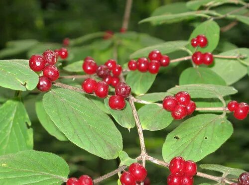 Жимолость лісова (Lonicera xylosteum) купити саджанці ягідних культур з достав