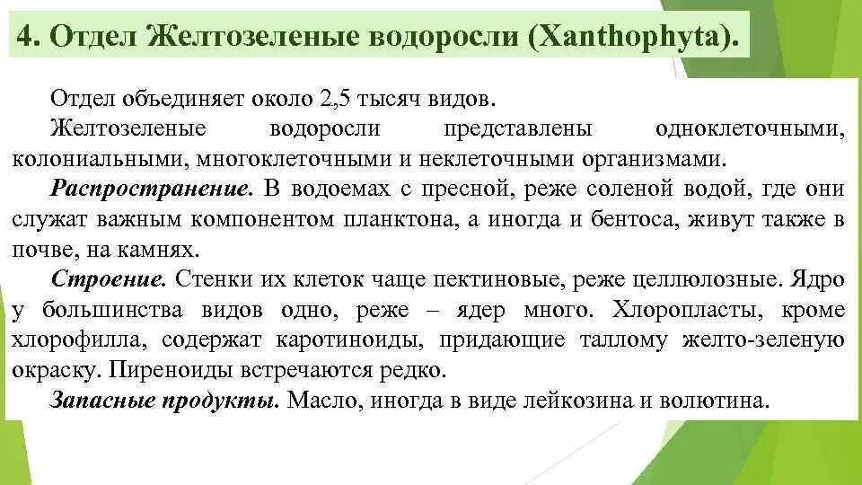 Представители пирофитовых водорослей. Золотистые водоросли chrysophyceae. Ульва. Классификация желто зеленых водорослей. Отдел желто зеленые водоросли.