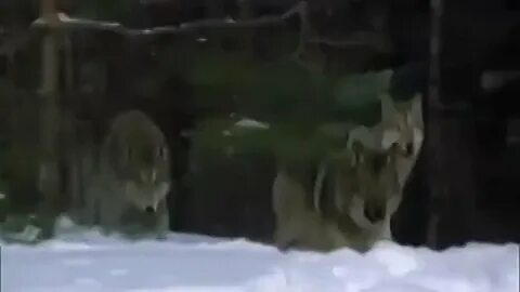 Волк джамбо видео