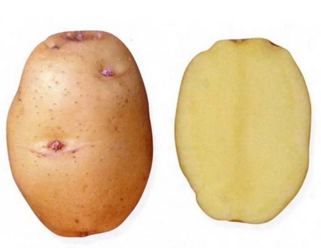 Глазки картошки