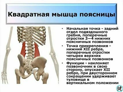 Квадратная мышца поясницы