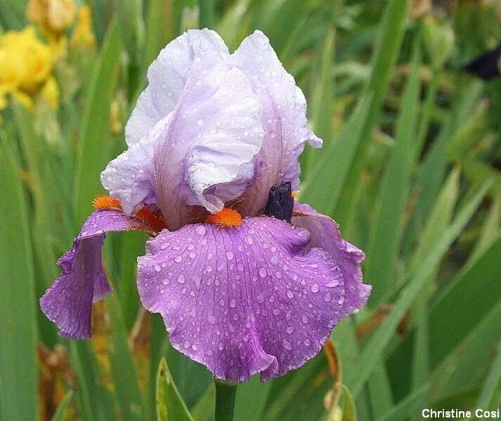 Ирис main jane. Ирис германика бело-сиреневый. Ирис фейд ту блэк. Iris lucky. Ирис карликовый lucky.
