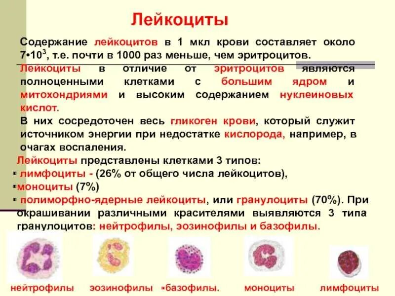 Лейкоциты качественно что это значит. Лейкоциты в крови. Повышение количества лейкоцитов. Повышение % содержания лейкоцитов. Лейкоциты меньше эритроцитов.