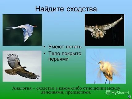 Аналогия сходство