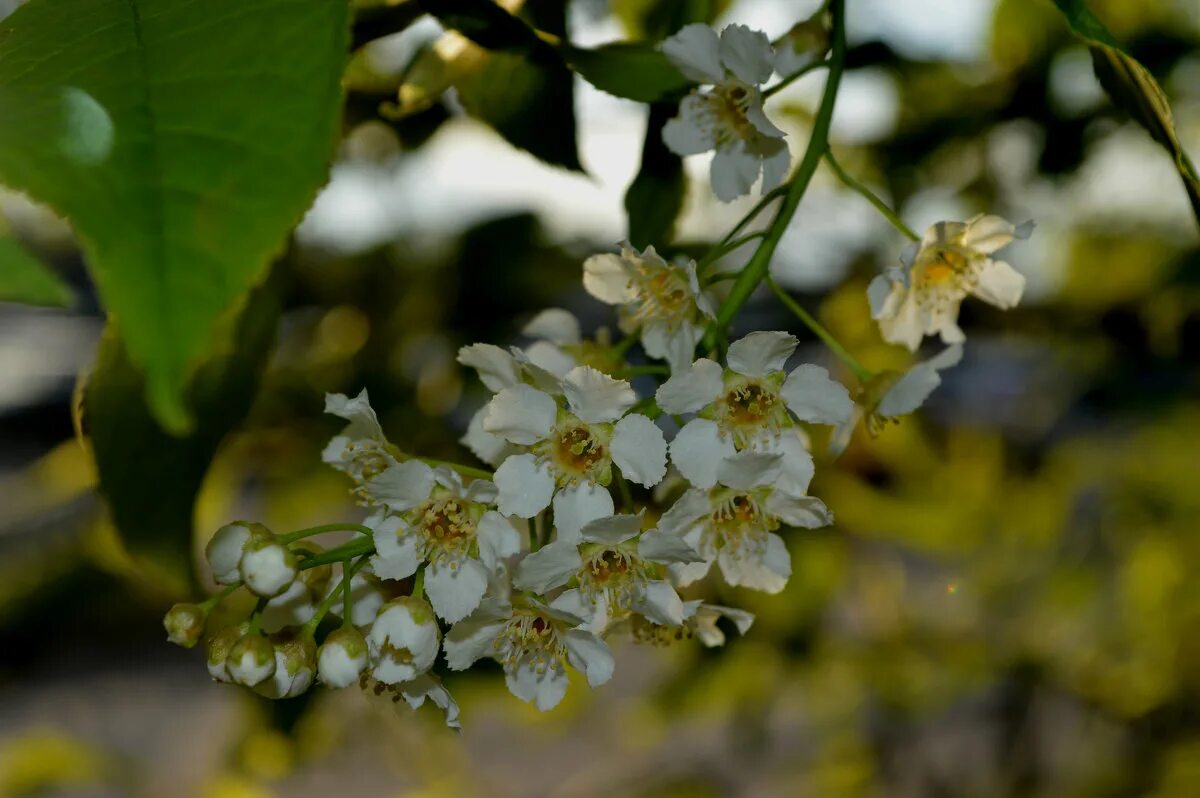 черемуха на белом фоне. соцветие черемухи. черёмуха обыкновенная соцветие. черемуха маака дерево. кисть черемухи.