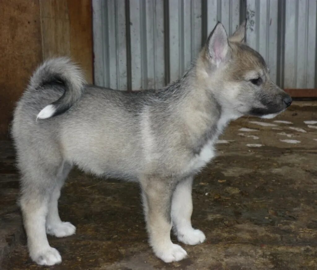 Как выглядит щенок лайки. Как выглядит щенок лайки. Западно сибирская лайка щенки. Щенки зсл лайки. Кутята лайки.