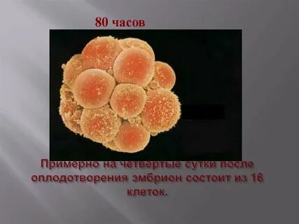 Эмбрион на 3 день