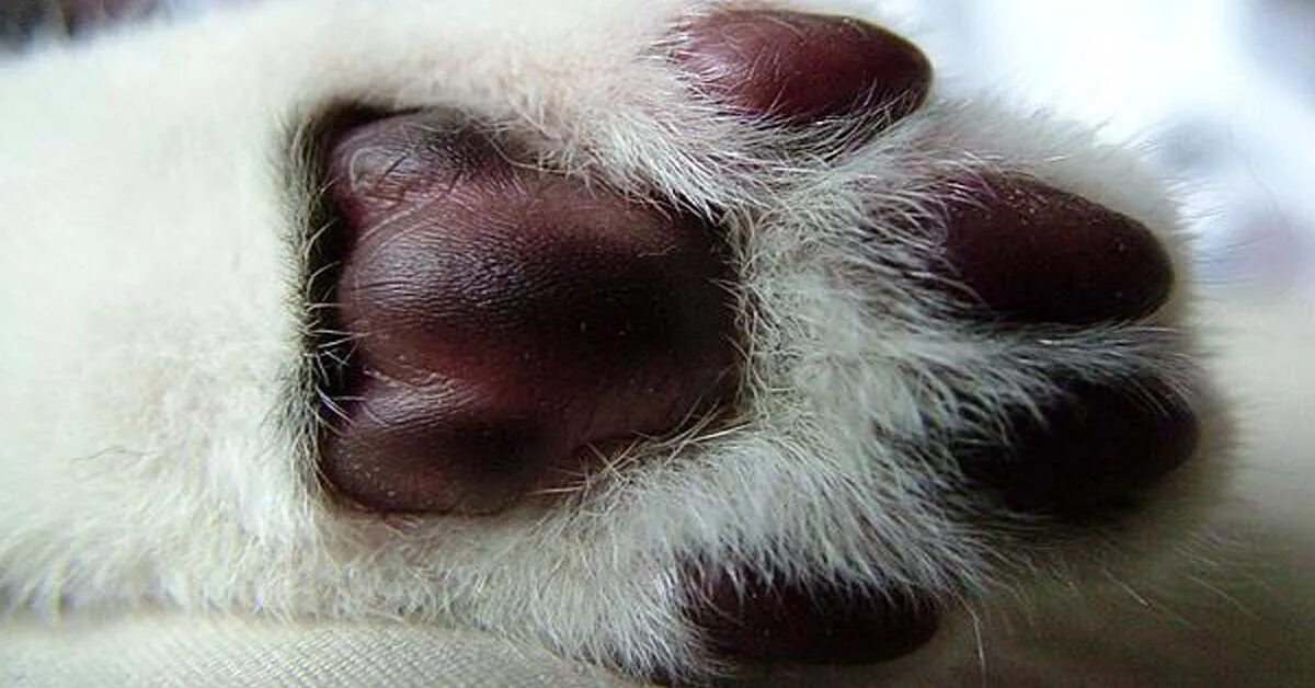 Коты приколы с надписями. Шпиц приколы. Мем кот с бумажками на лапах. Кот стоит на задних лапах мем. Котик танцует.