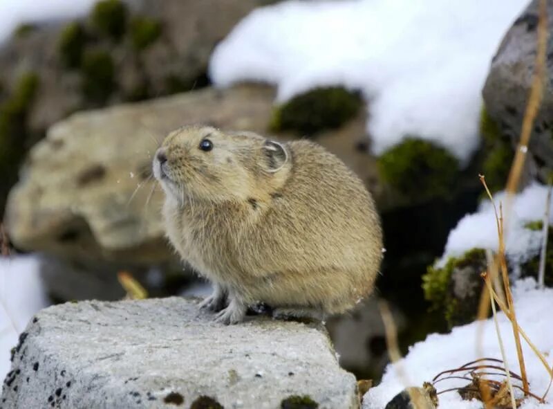 Пищуха сеноставка. Слепушонка обыкновенная ellobius talpinus. Пищуха сеноставка. Землеройка бурозубка. Крысовидный хомячок.