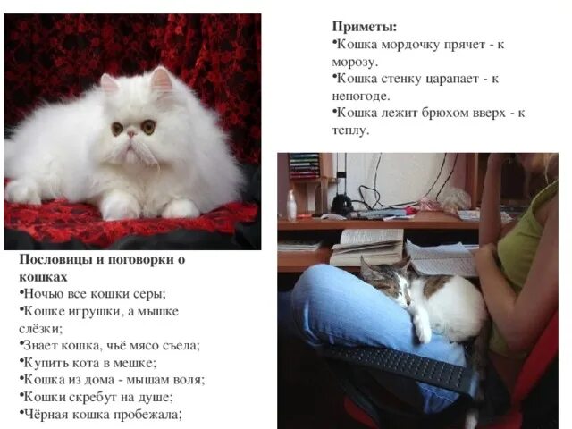 Кошачьи приметы. Приметы про кота. Приметы с белыми котами. Белый кот примета. К чему приходят кошки примета