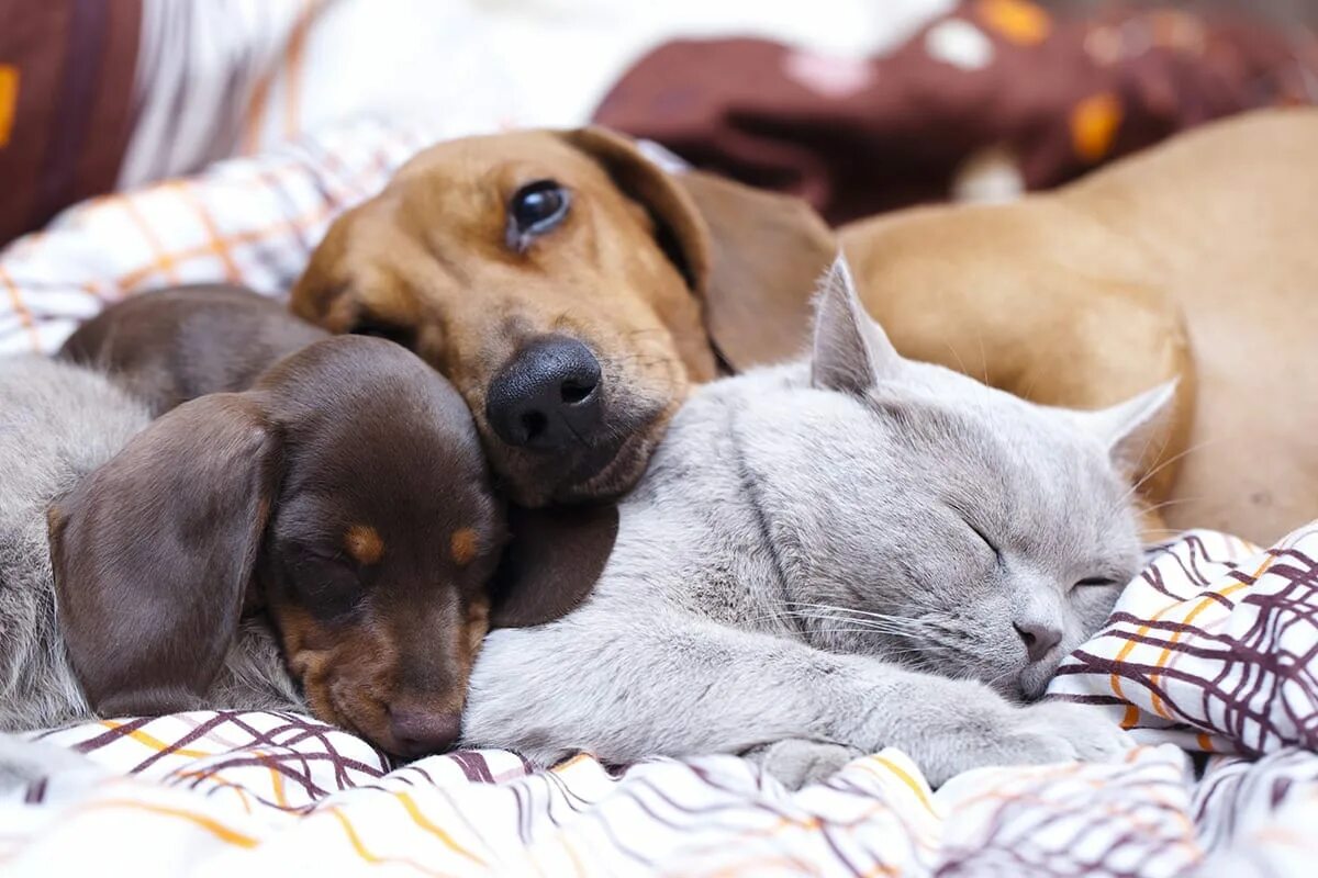 Cat in a dogs world. Кошки и собаки. Такса и котенок. Щенок таксы и котенок. Собака с кошкой дружат.