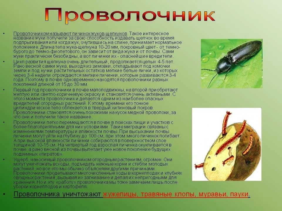 Личинка жука щелкуна. Жук трескун личинка проволочник. Проволочник это личинка жука-щелкуна. Проволочник это личинка жука-щелкуна. Жук червяка проволочника.