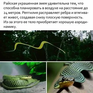 Почему змеи летают
