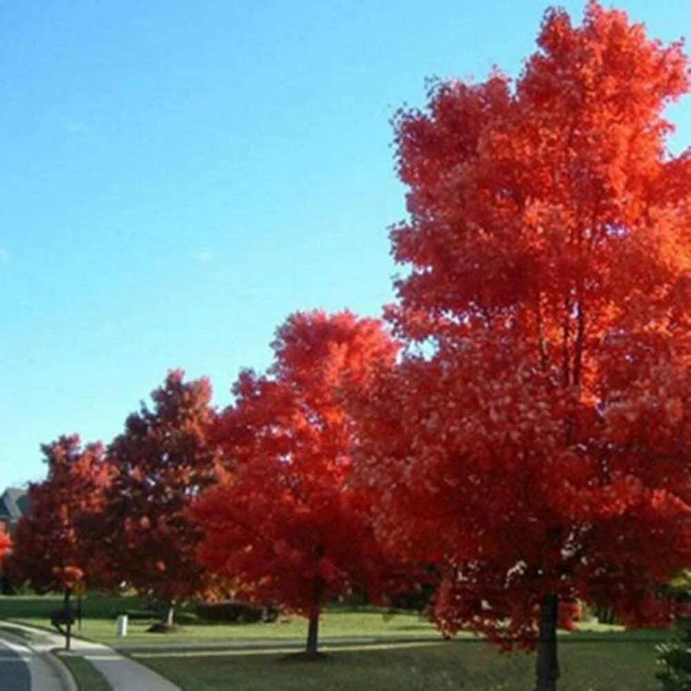 Красивое красное дерево. Клен канадский остролистный. Клён канадский краснолистный. Клен канадский сахарный. Клен канадский остролистный красный.