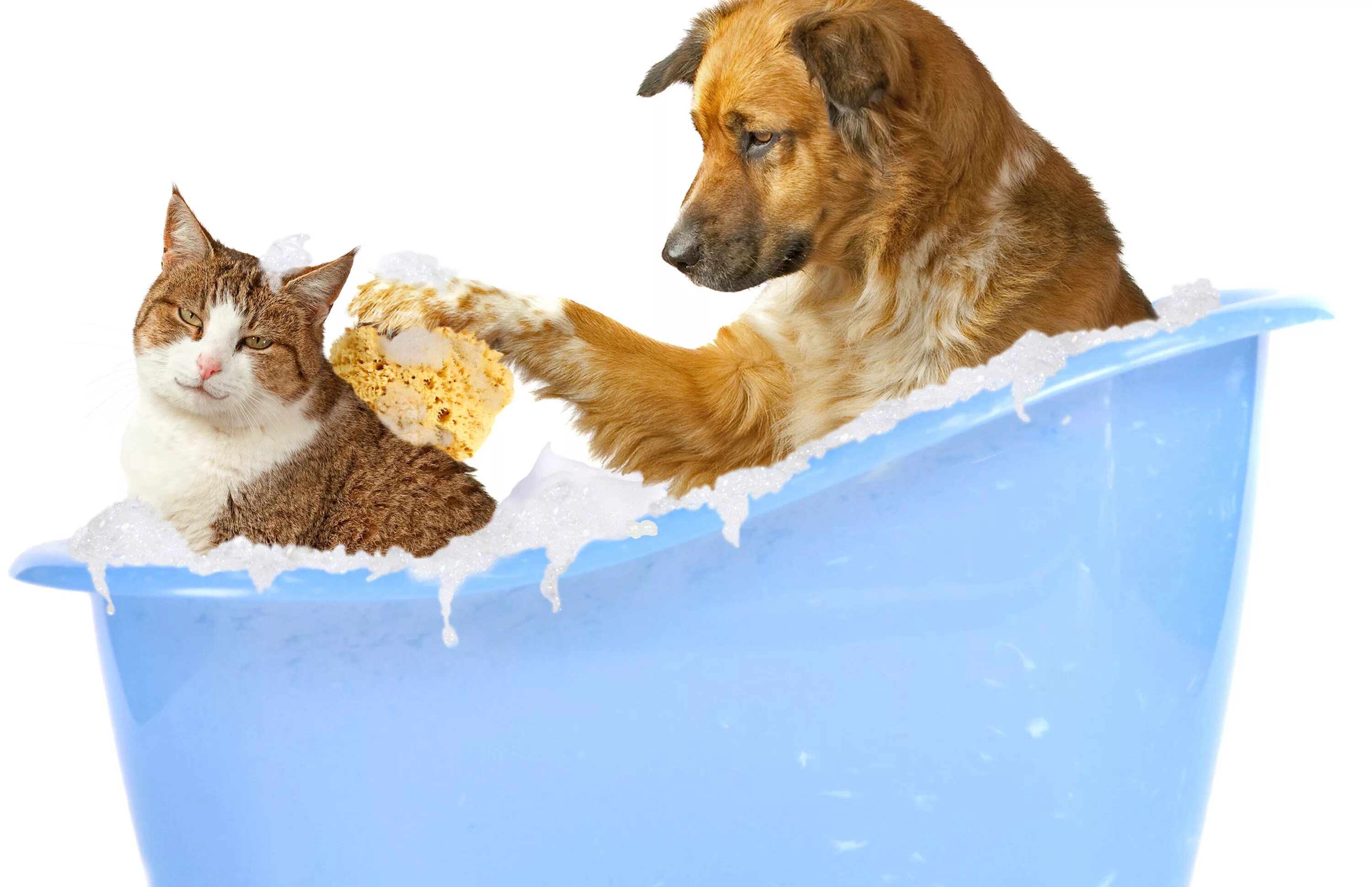 Dog bathing