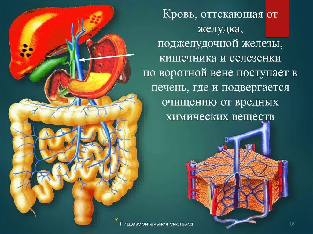 Поджелудочная железа слайд. Поджелудочная железа и кишечник. Поджелудочная железа презентация. Тонкий кишечник и печень